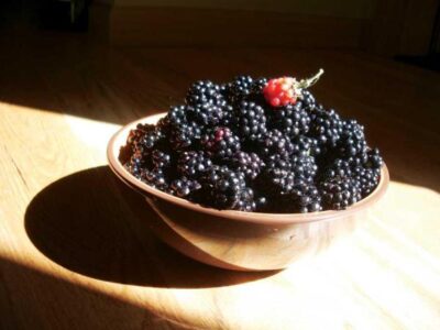 Growing Raspberries and Growing Blackberries Image